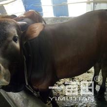 吳根云的農(nóng)產(chǎn)品批發(fā)與采購(gòu)業(yè)務(wù)在江西于都縣的發(fā)展與實(shí)踐